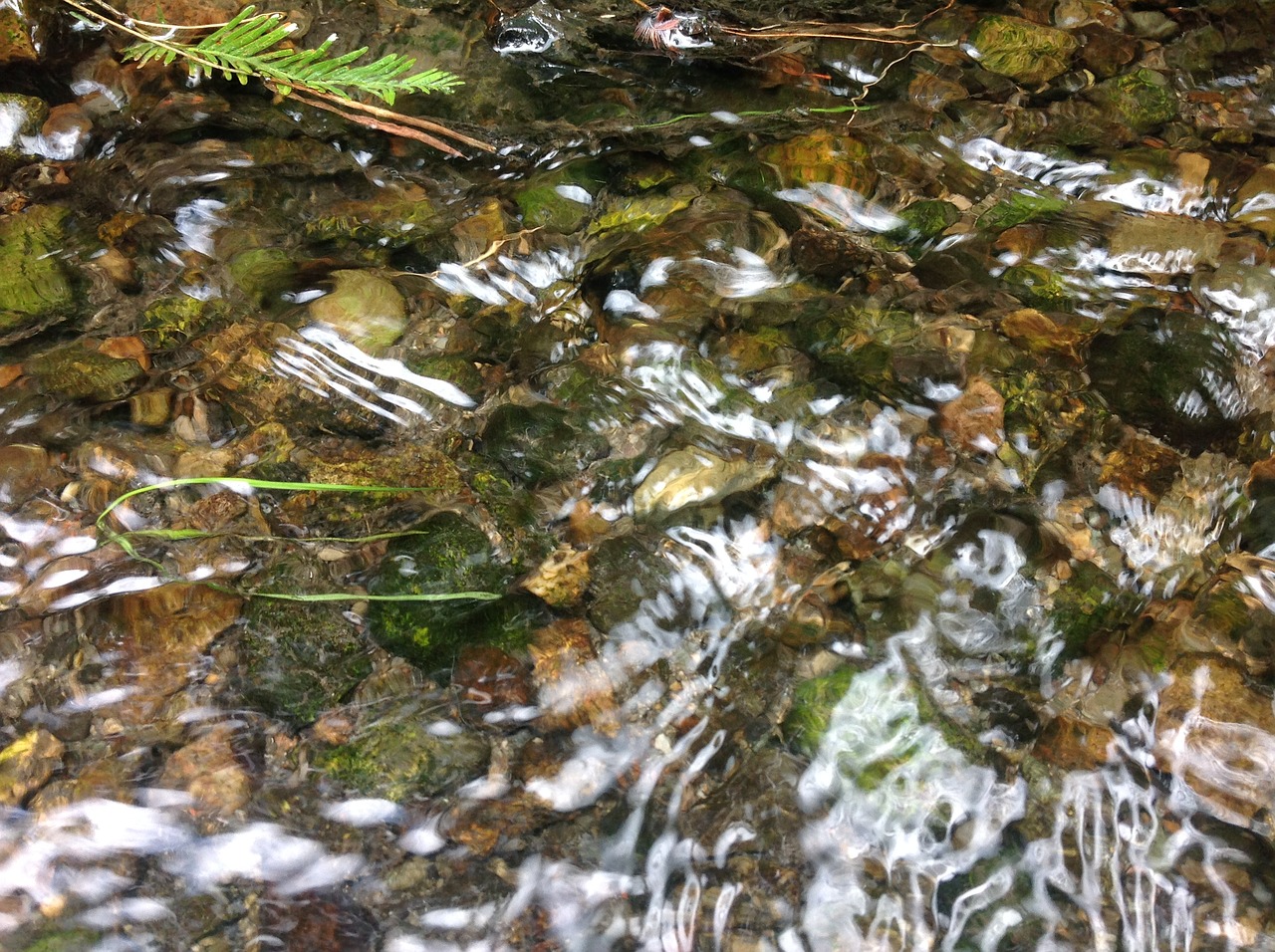 algae in water stream water free photo