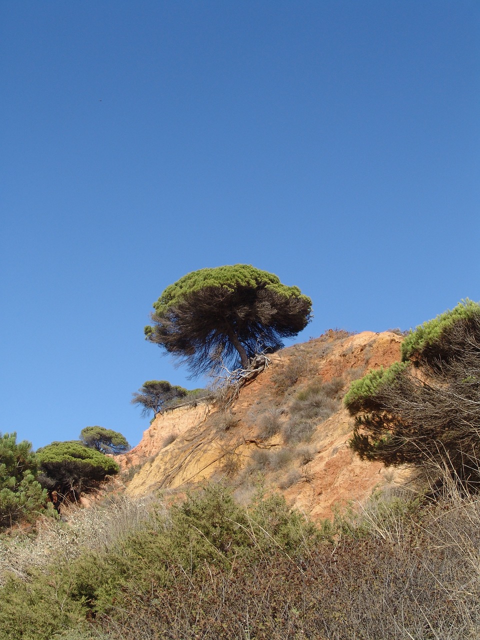 algarve tree sky free photo