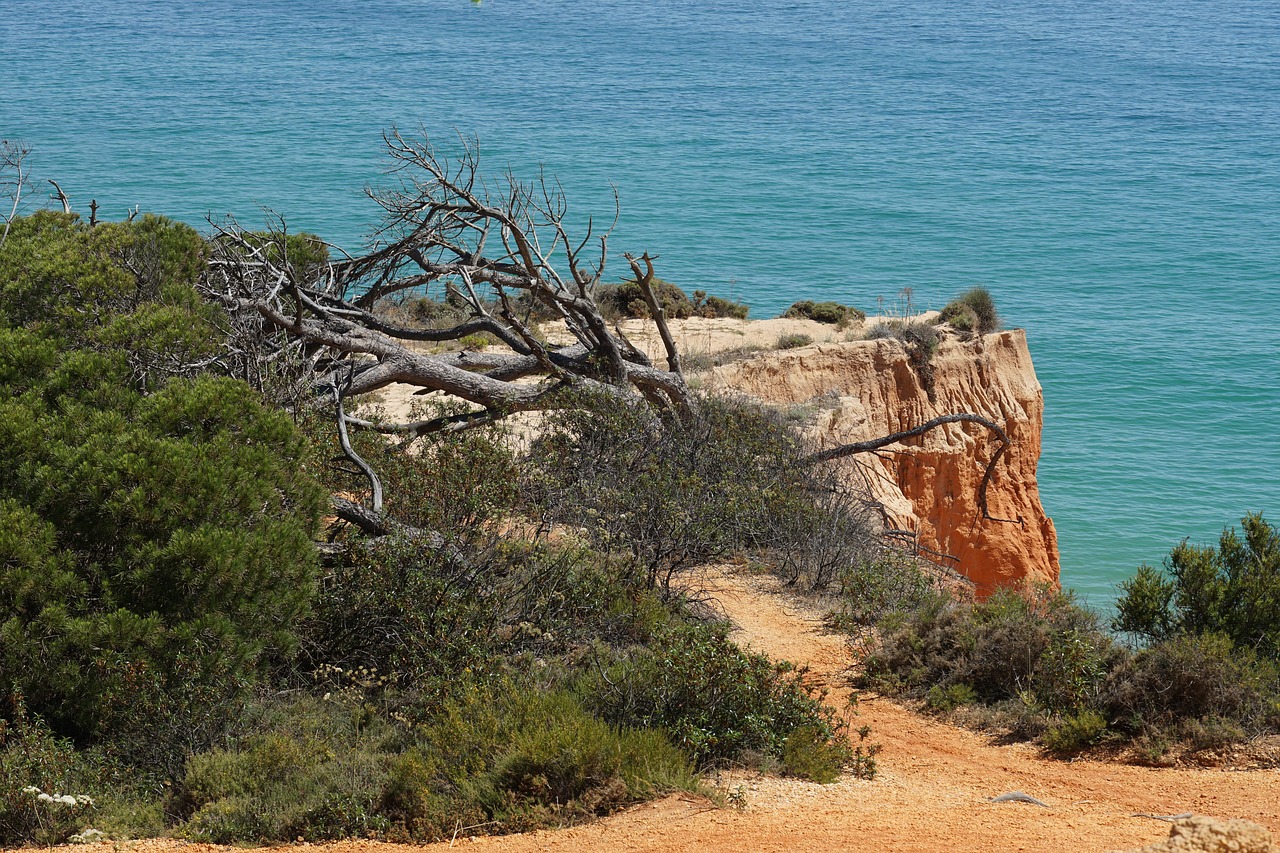 algarve  coast  fallen tree free photo