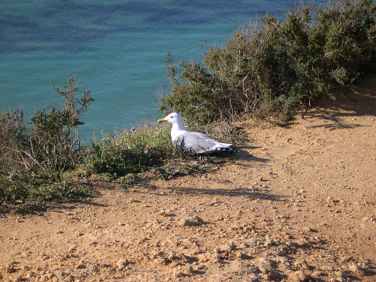 algarve portugal gull free photo