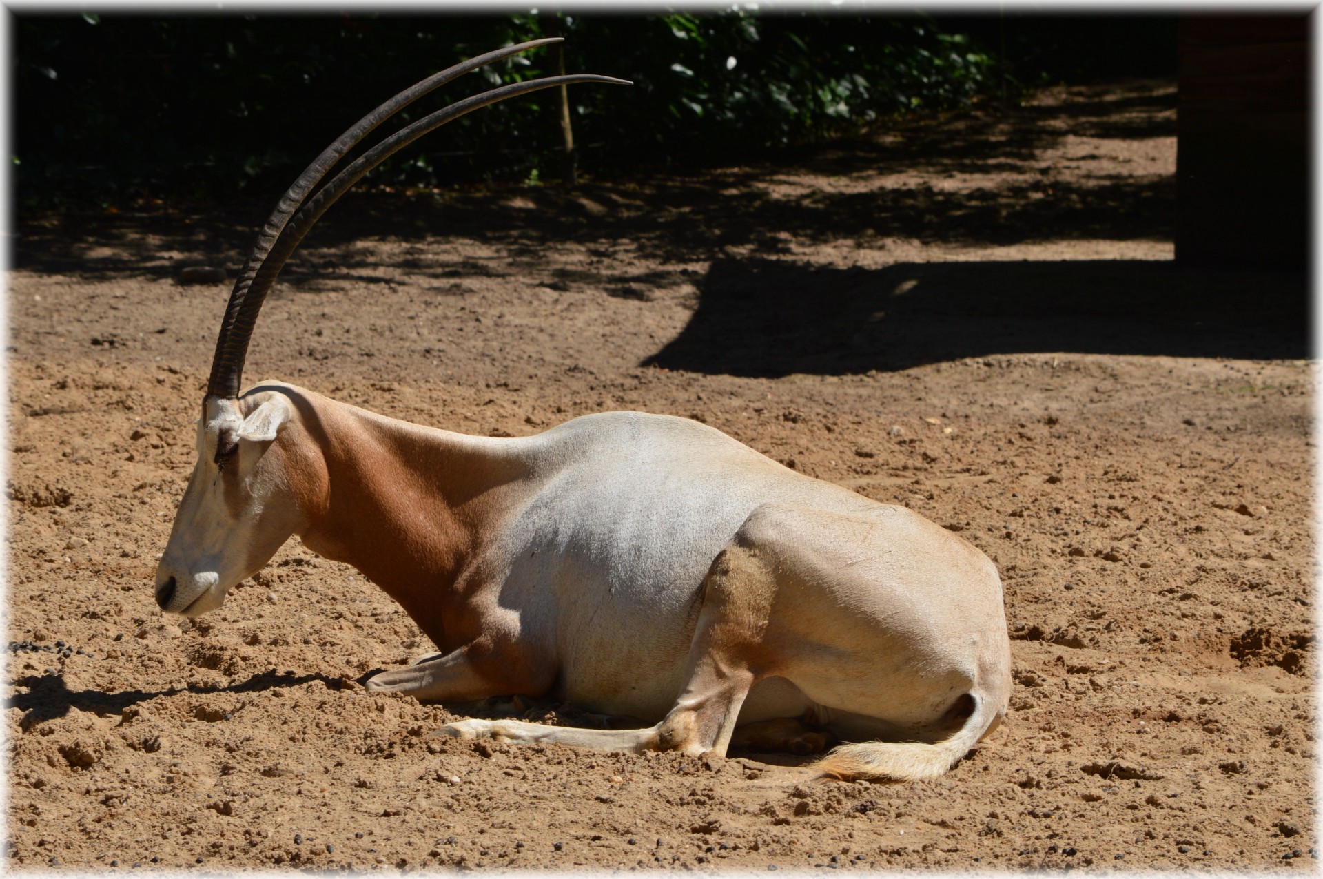 antelope scimitar oryx grass free photo