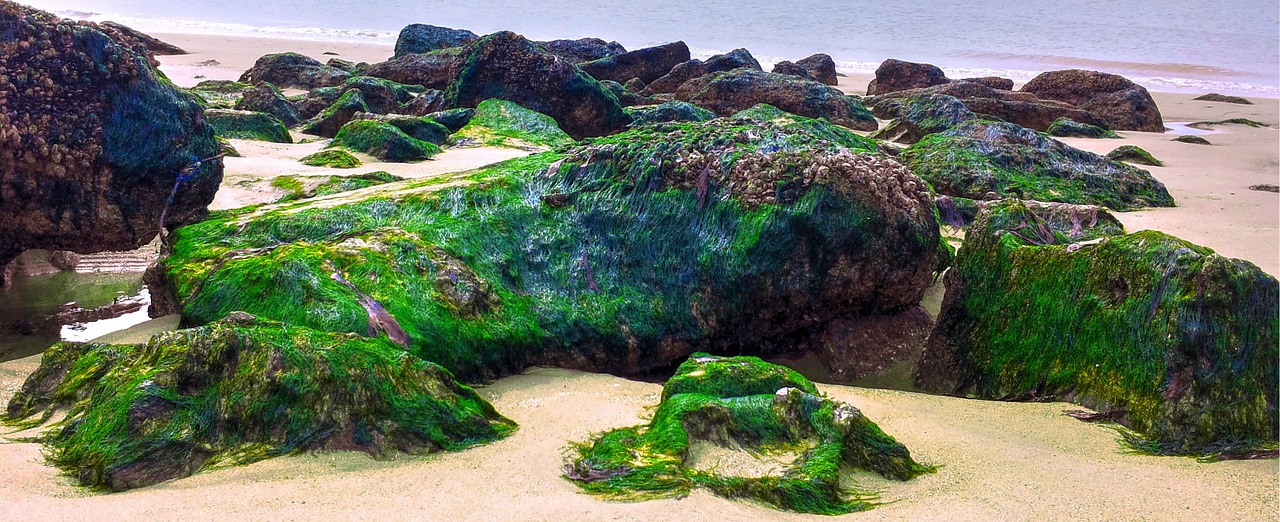 algea rocks sea moss free photo