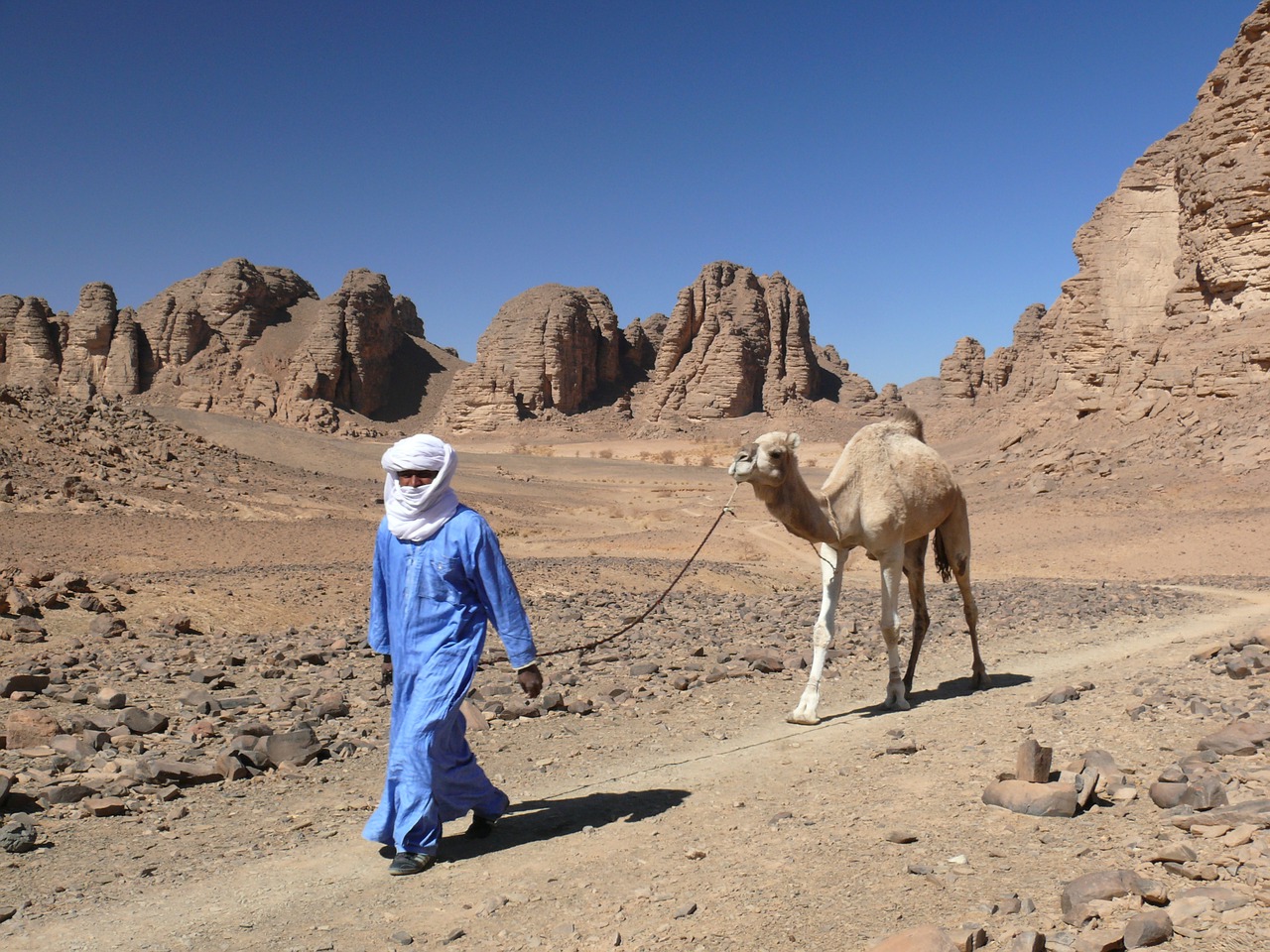 algeria desert dromedary free photo
