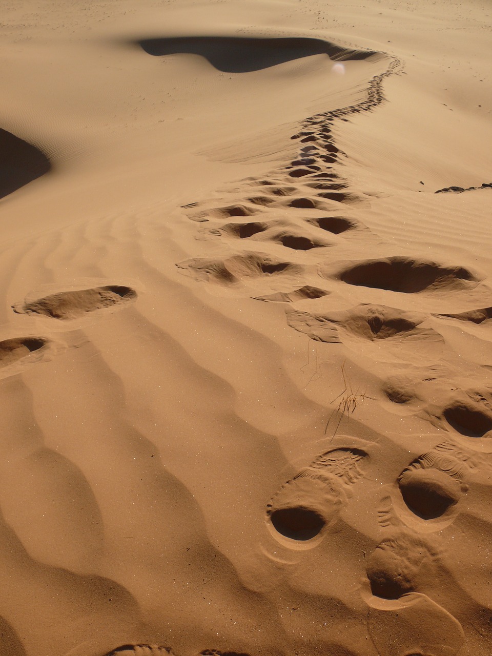 algeria desert traces free photo