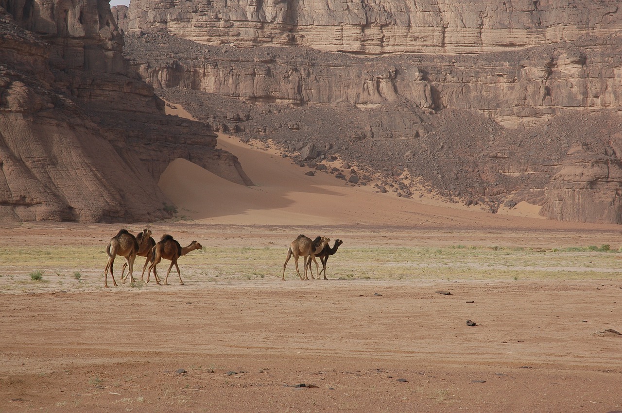 algeria sahara desert free photo