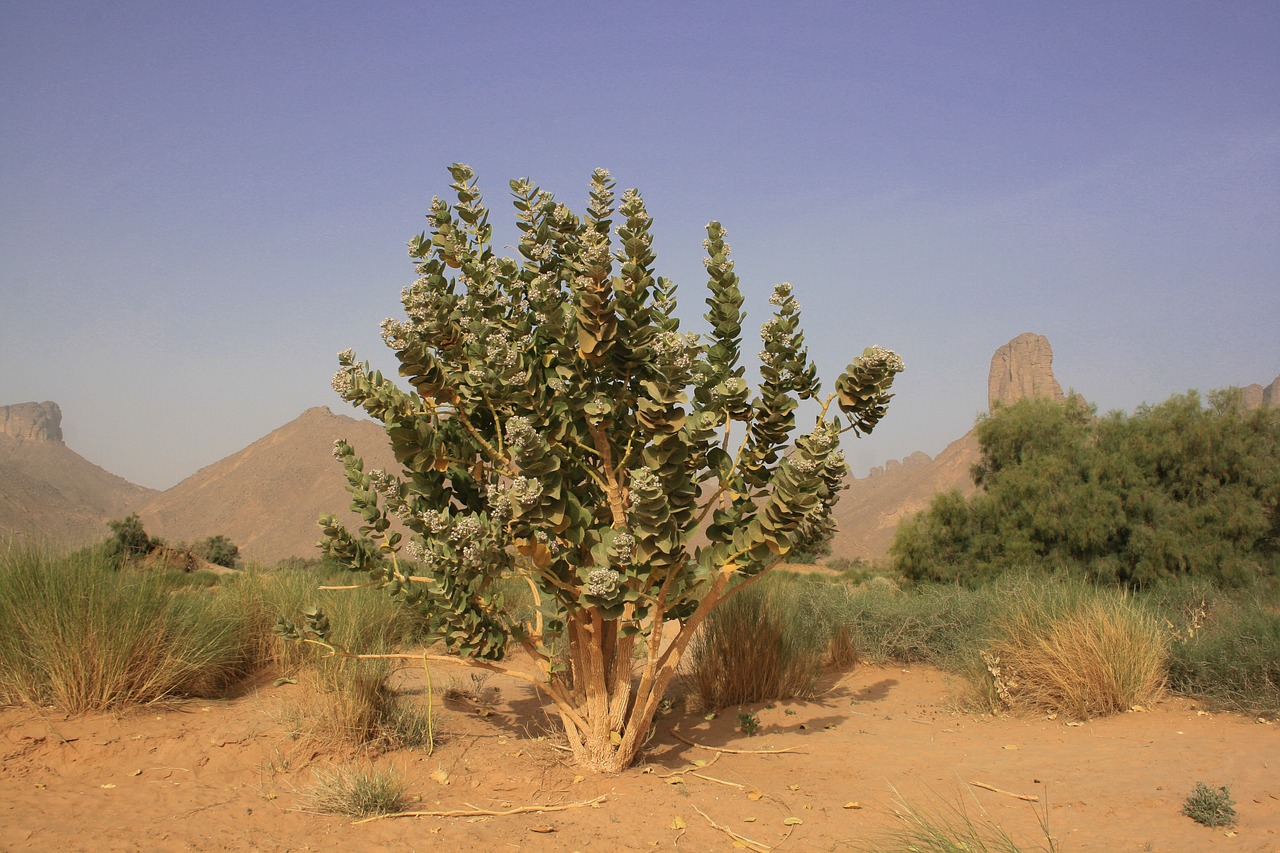 sahara vegetation