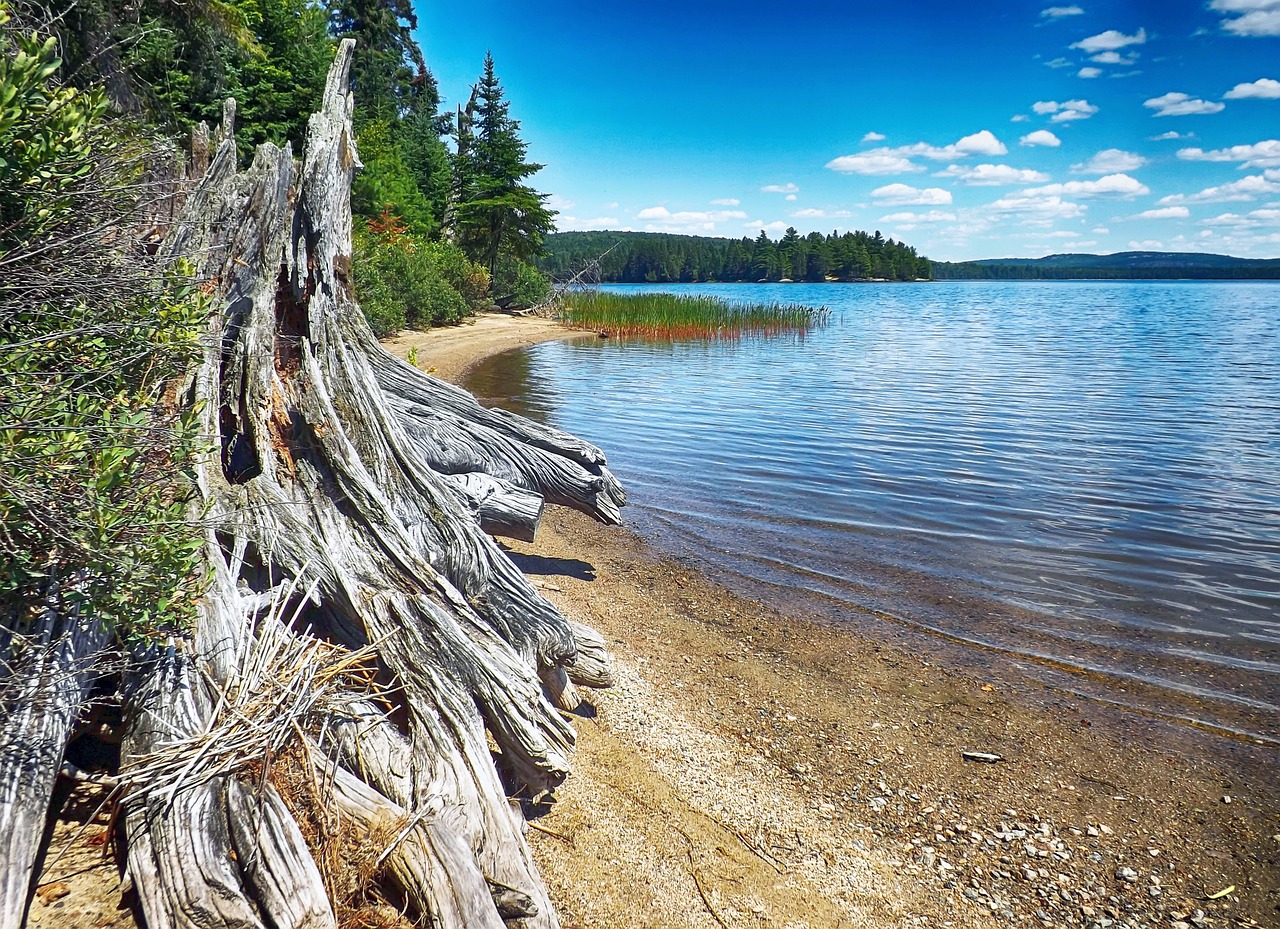 algonquin shoreline lake free photo