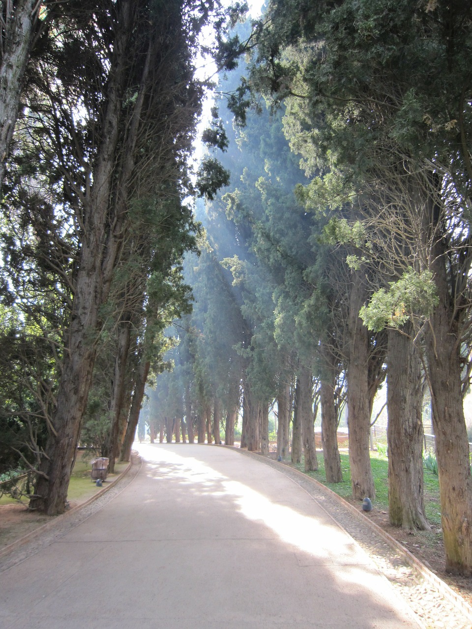 alhambra trees avenue free photo