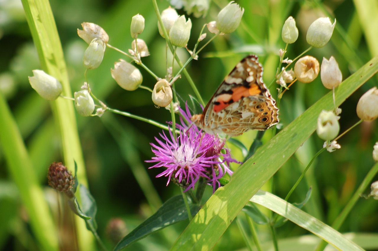 ali  butterfly  insect free photo