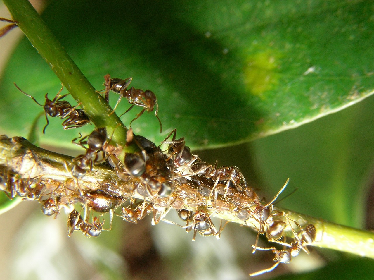 ali aphids plant free photo