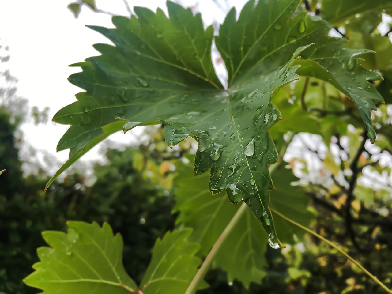 aliciapcd leafs waterdrops free photo