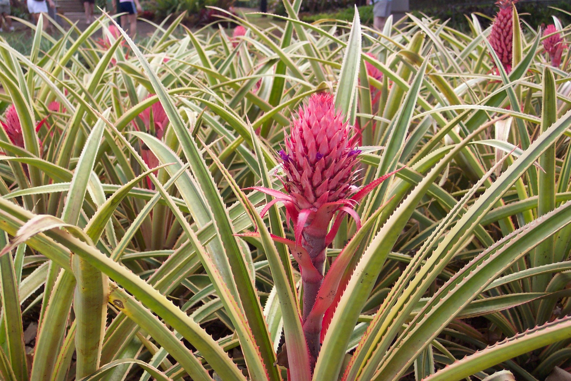 pineapple dole plantation oahu free photo