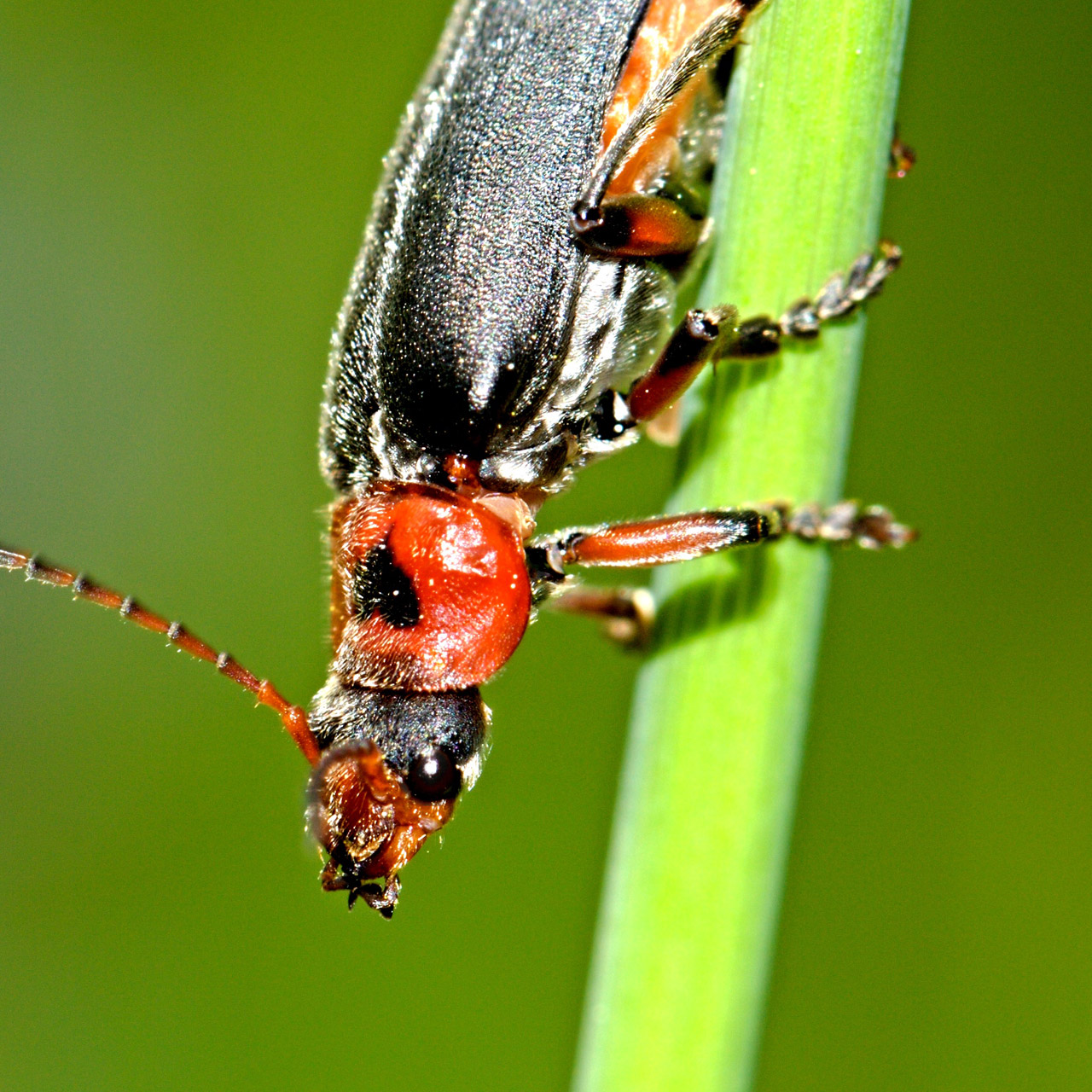 macro animal nature free photo