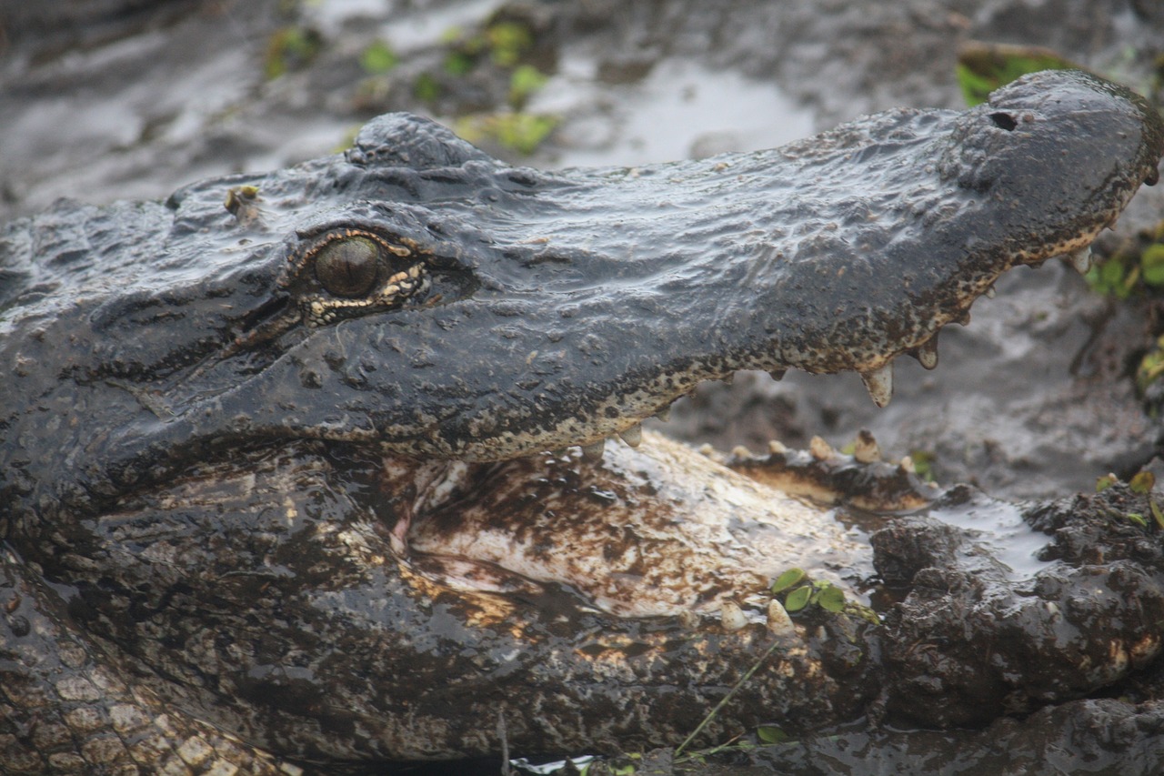 bayou louisiana aligator free photo