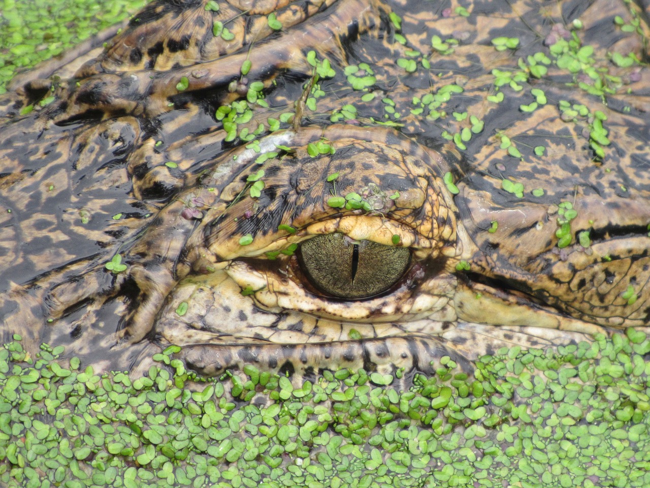 aligator eye basking free photo