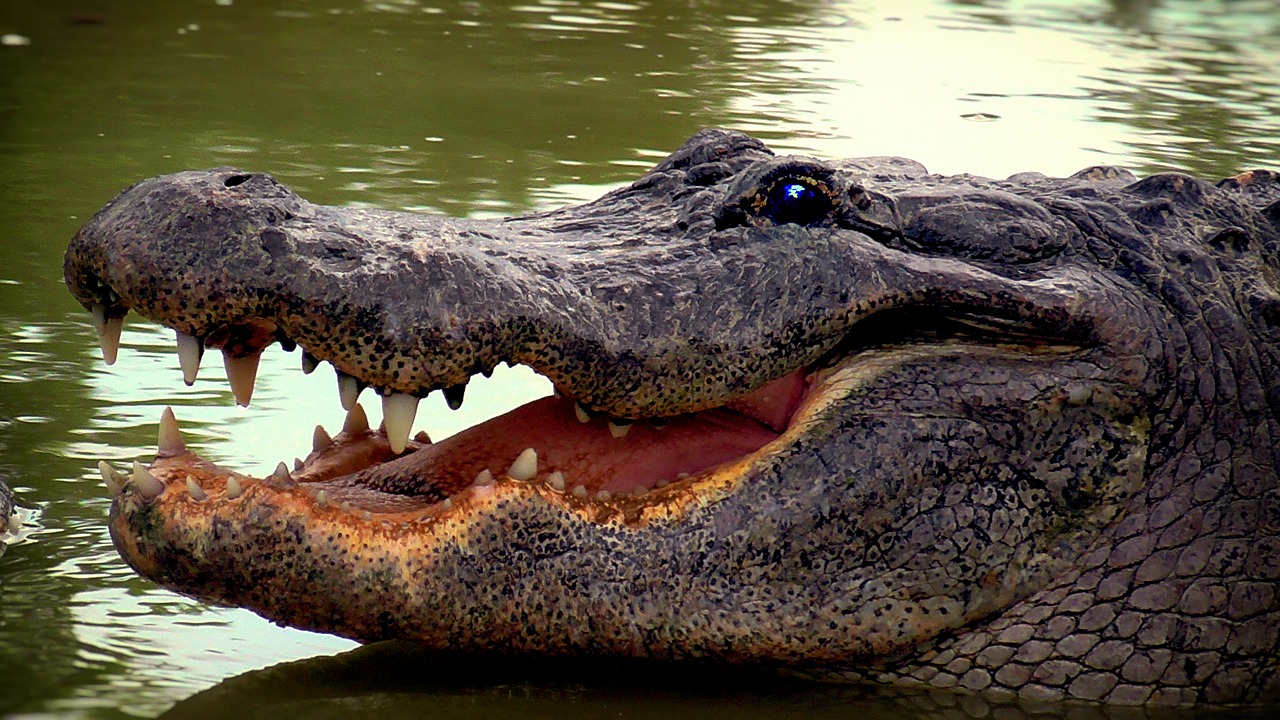 aligator  reptile  crocodile free photo
