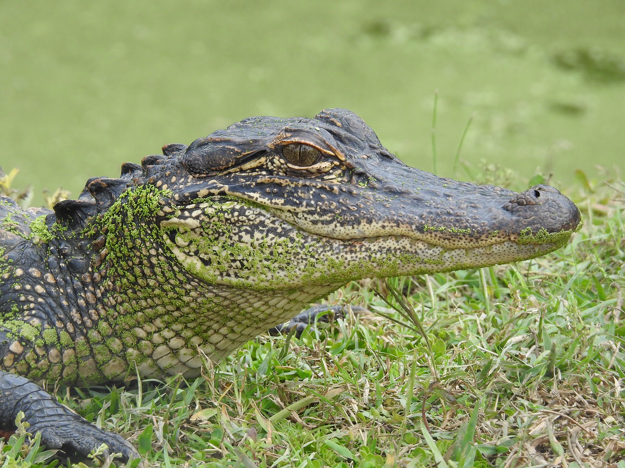 aligator  louisiana  alligator free photo