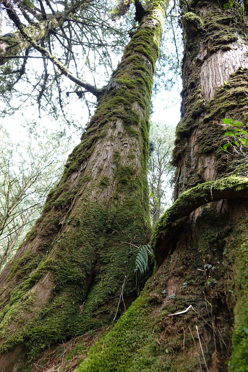 alishan scenic area cypress free photo