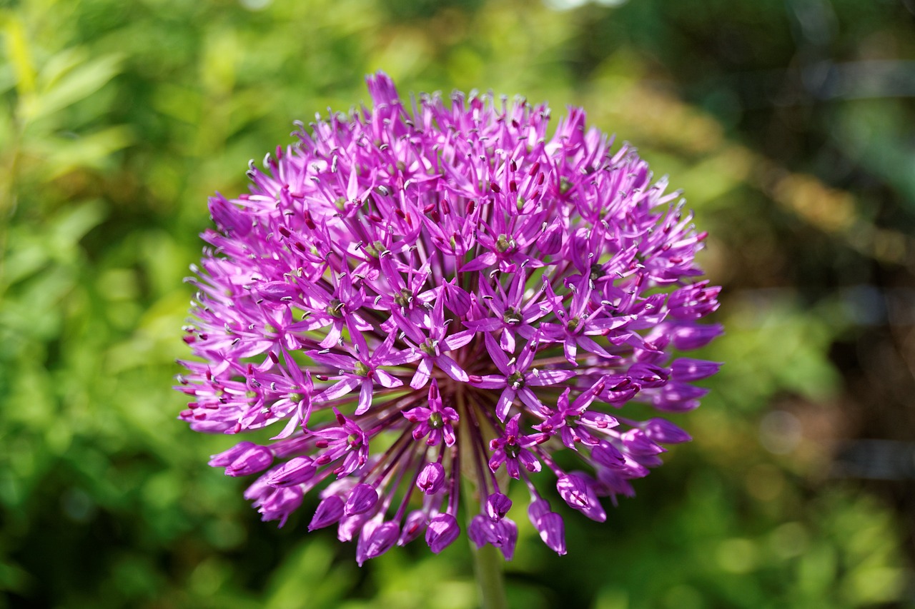 alium leek violet free photo