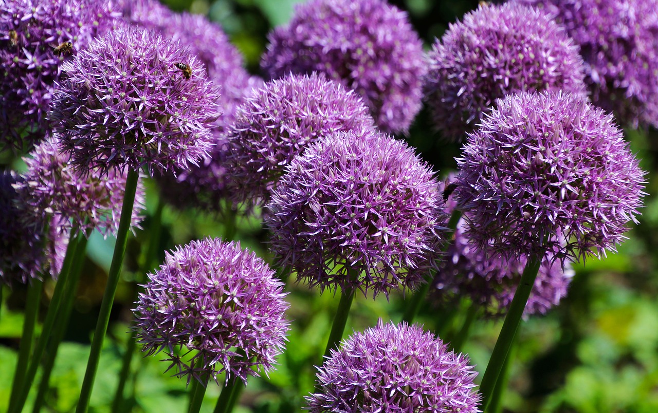 aliums flowers purple free photo