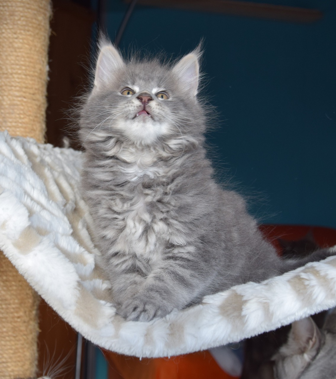 cat grey fur pets free photo