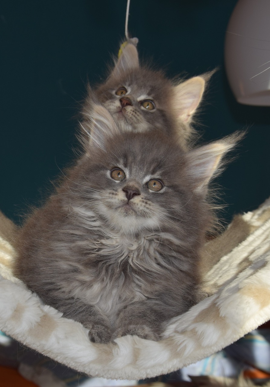 cat grey fur pets free photo