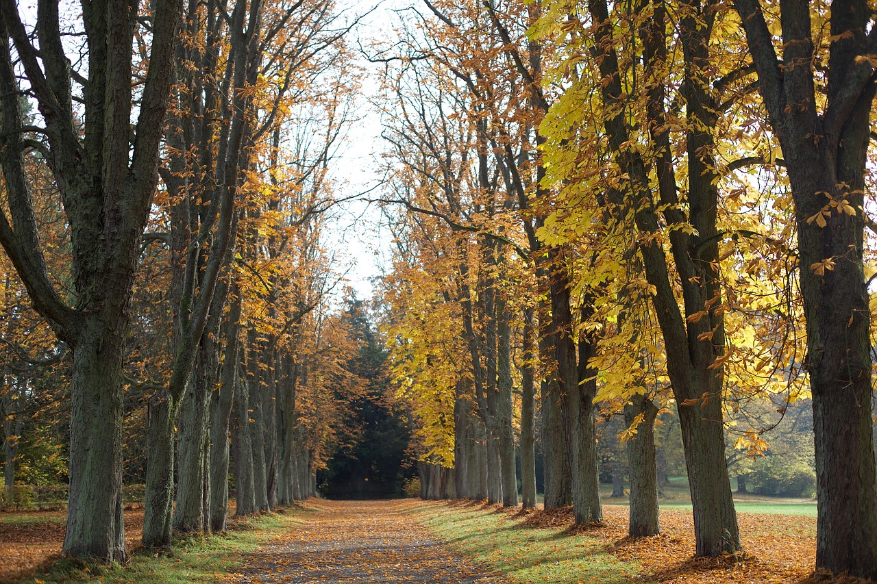 all trees yellow free photo