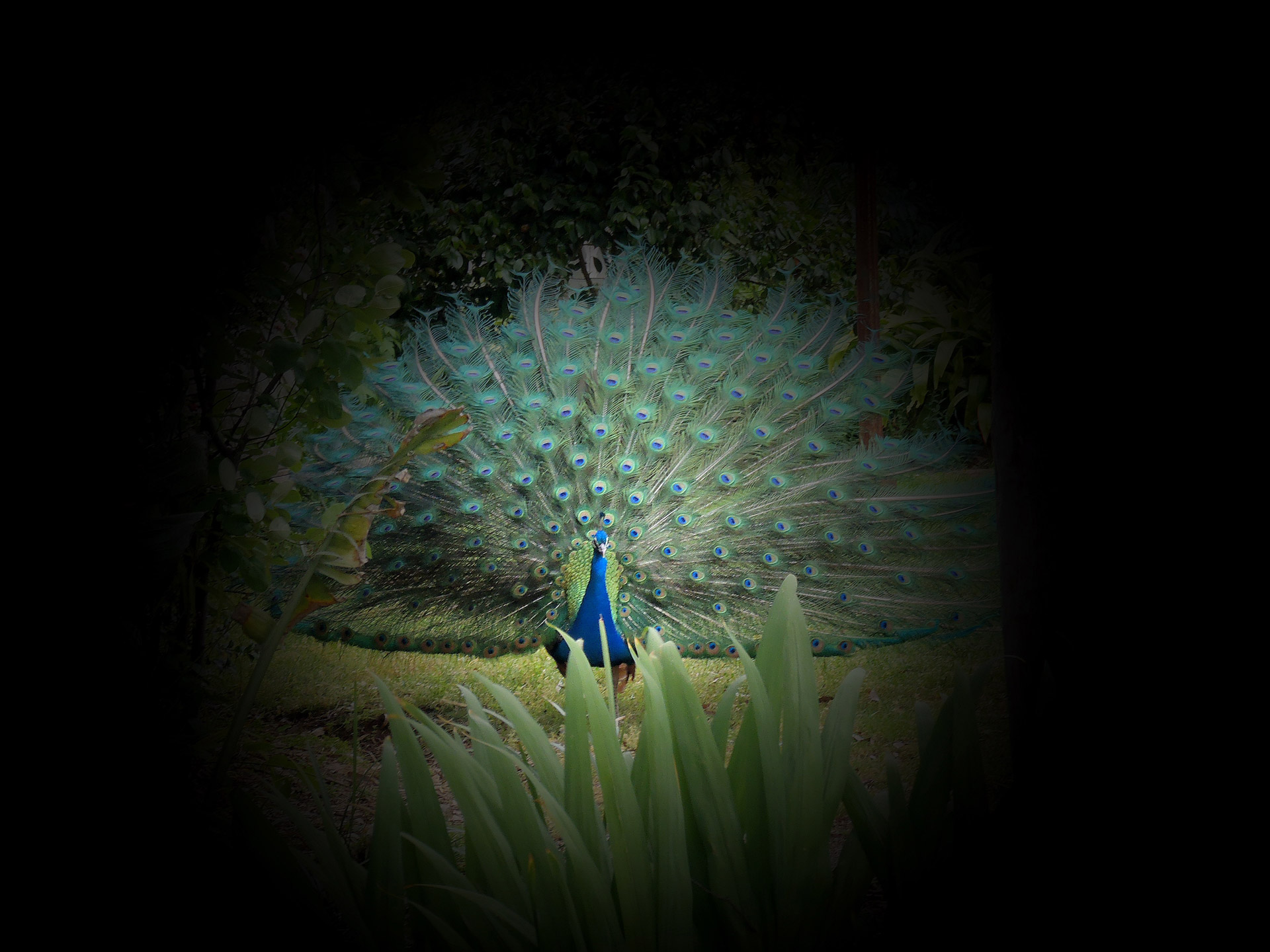 peacock garden black background free photo