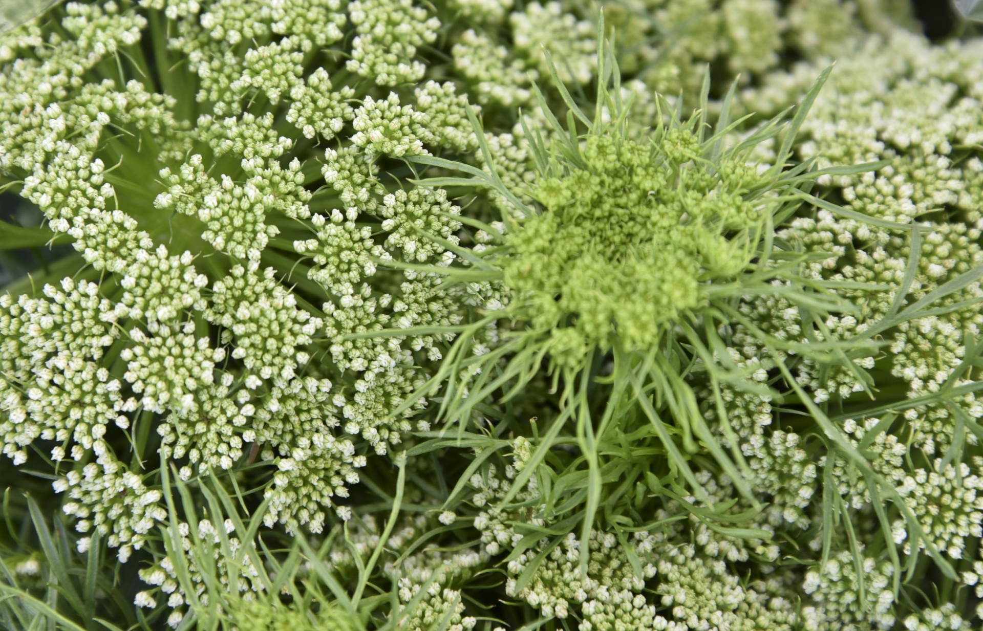 green flower flowers free photo