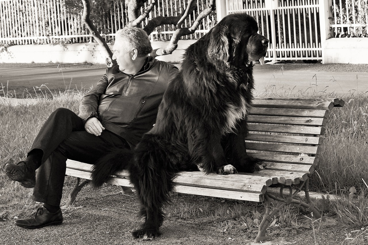 qualities dog man's best friend all the time union free photo