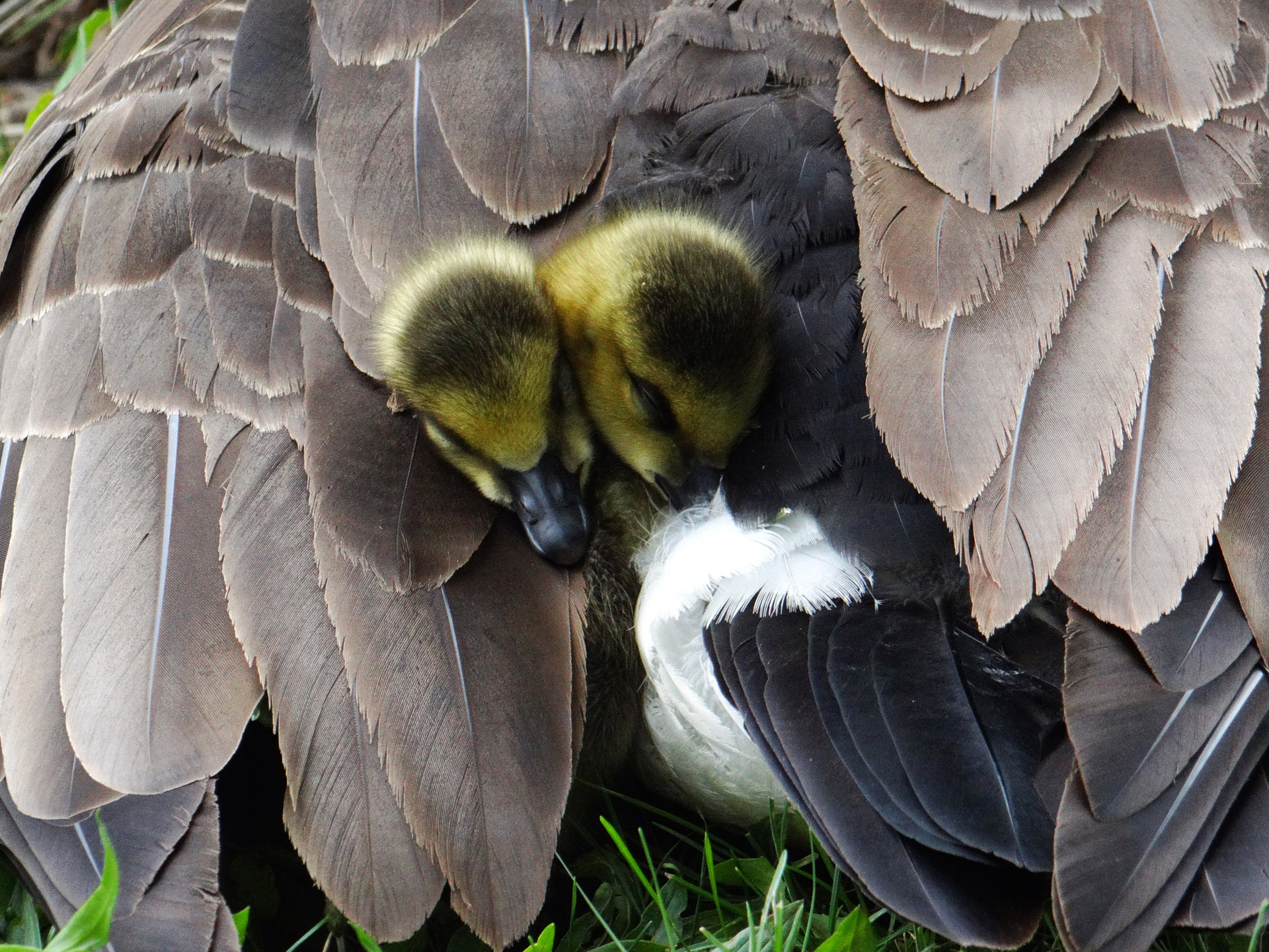 all tucked in feathers mother goose free photo