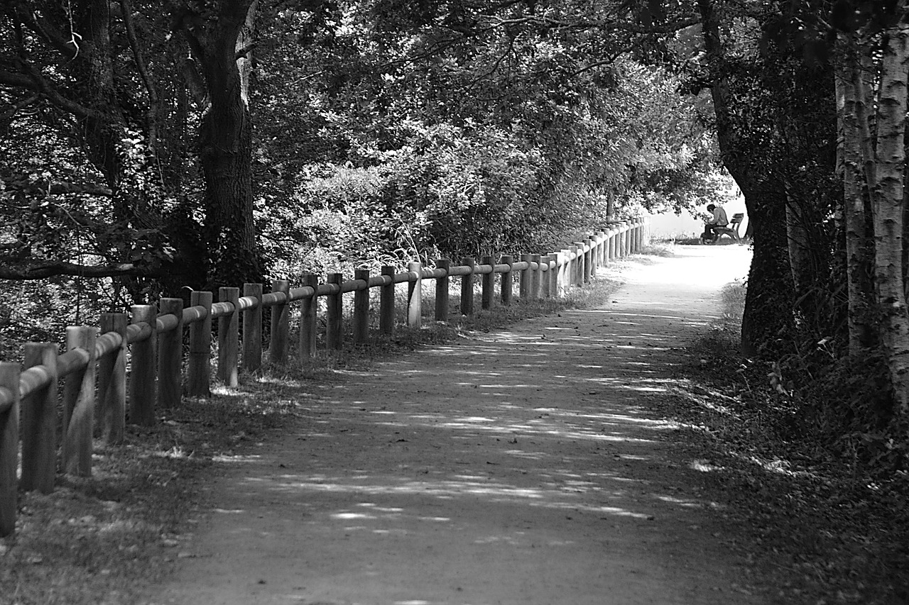 allee promenade black and white free photo