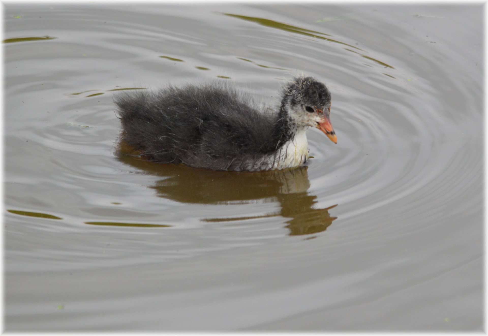 coot young alone free photo