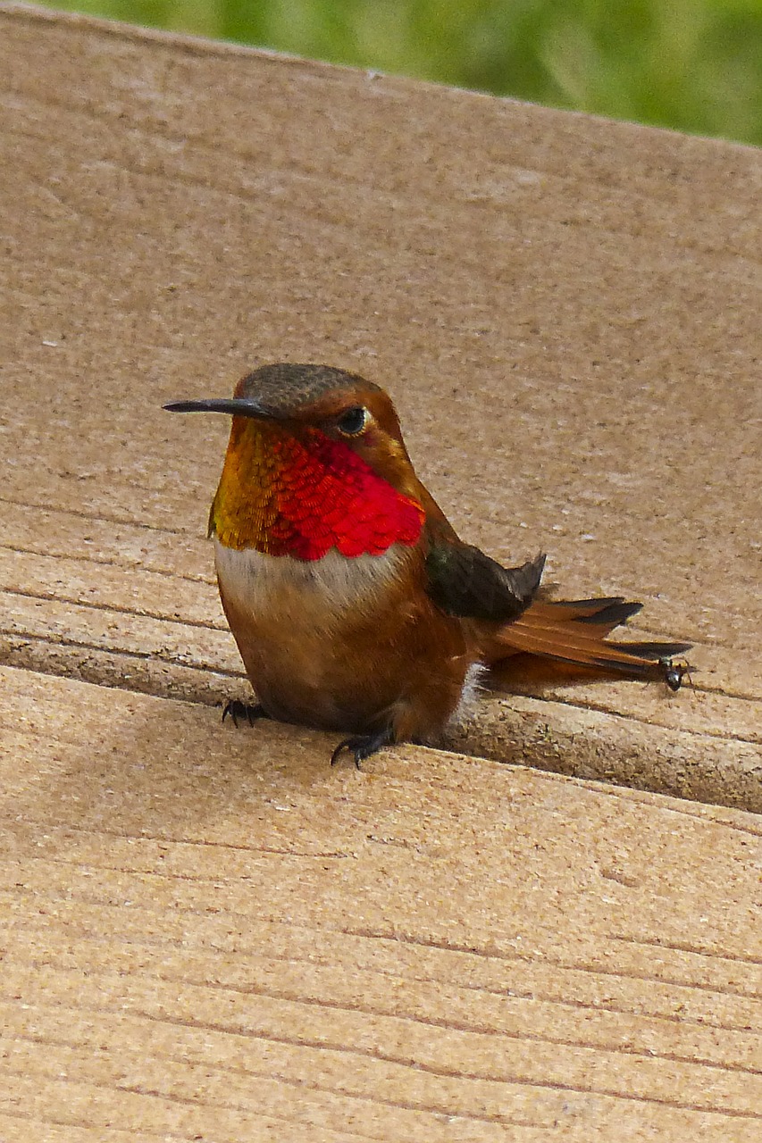 allens hummingbird hummingbird colibri free photo