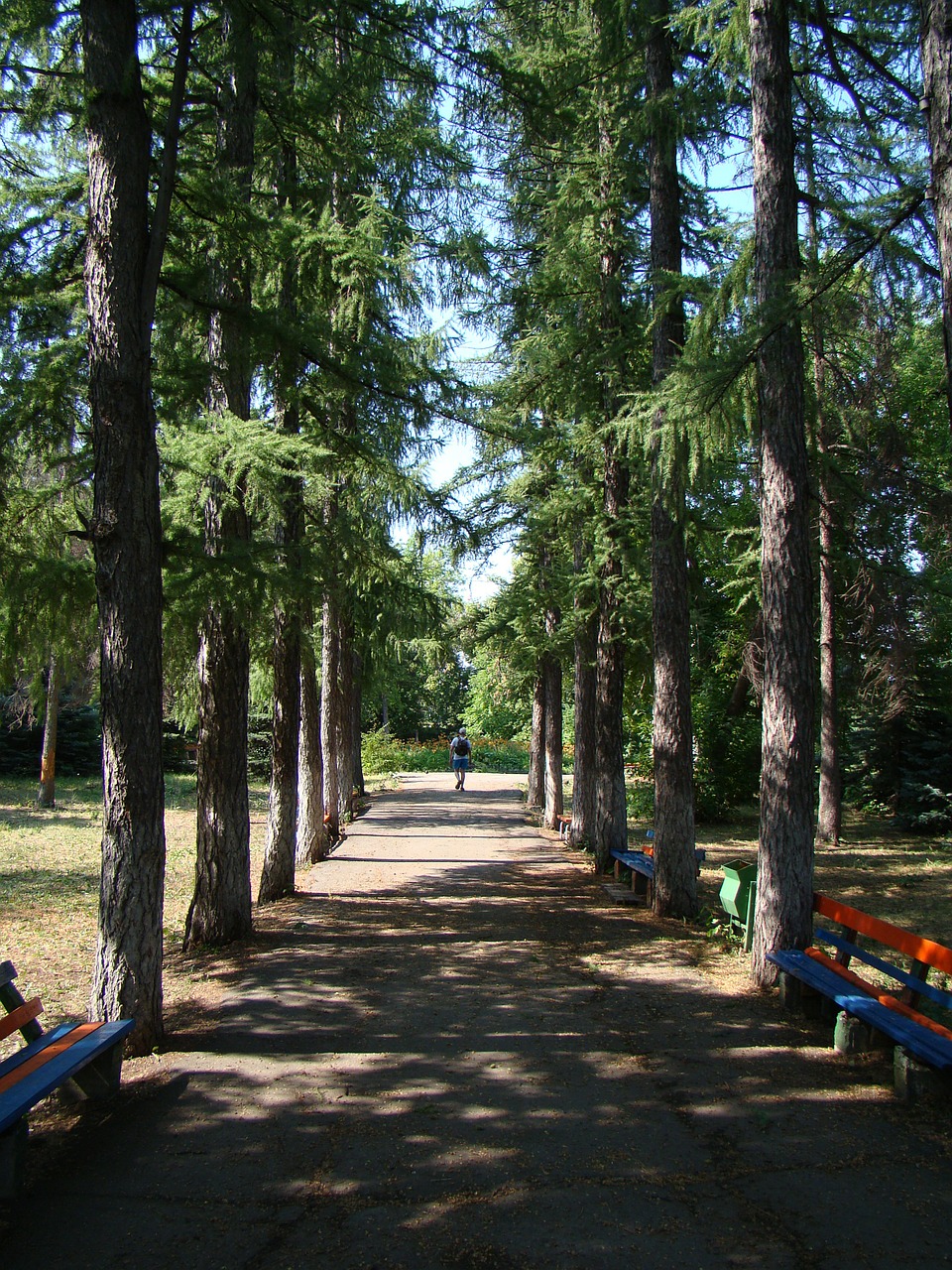 alley track pine free photo