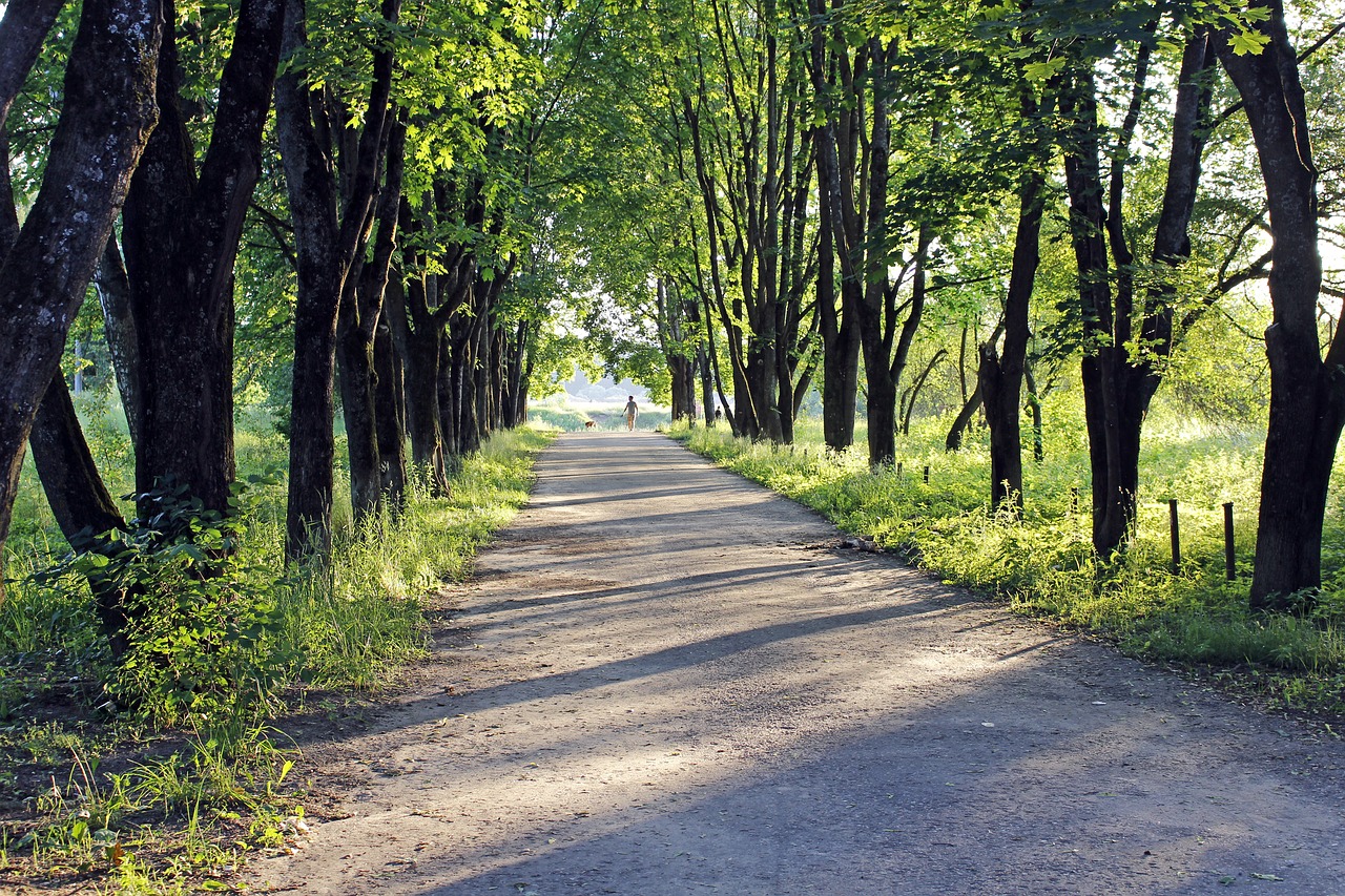 alley basswood river free photo