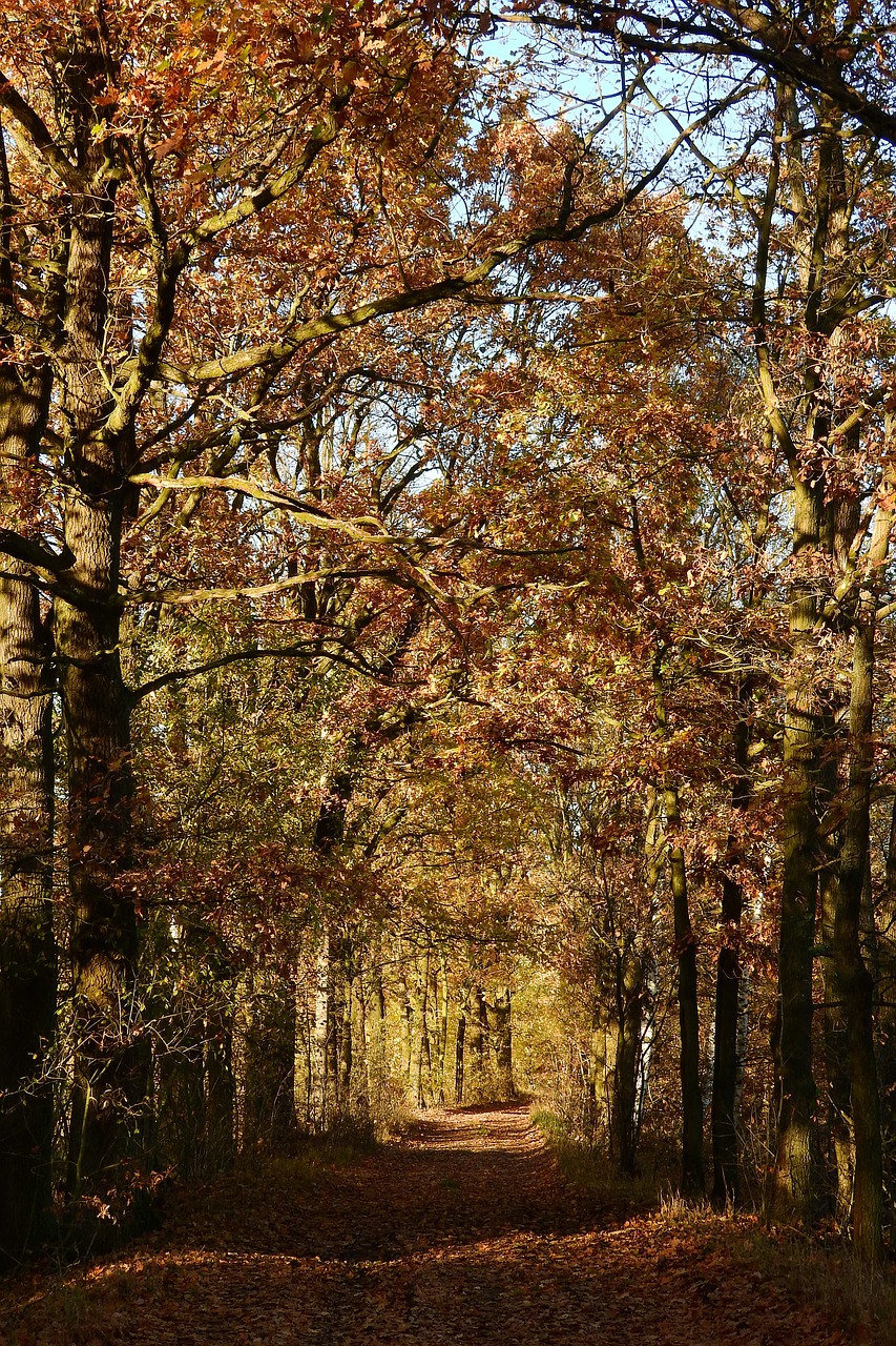 alley oaks path free photo