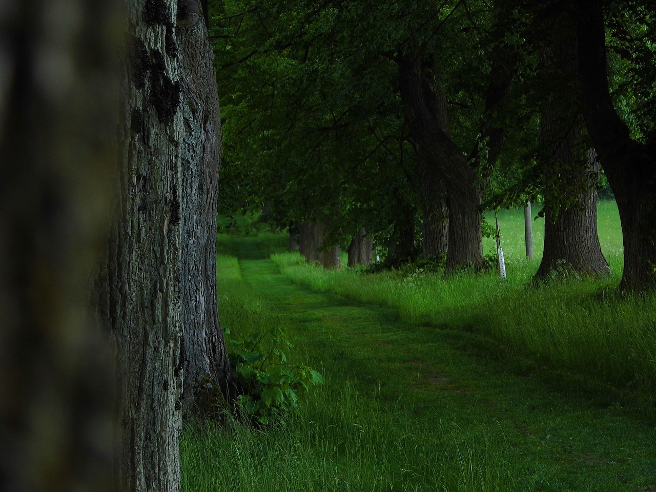 alley  lime  nature free photo