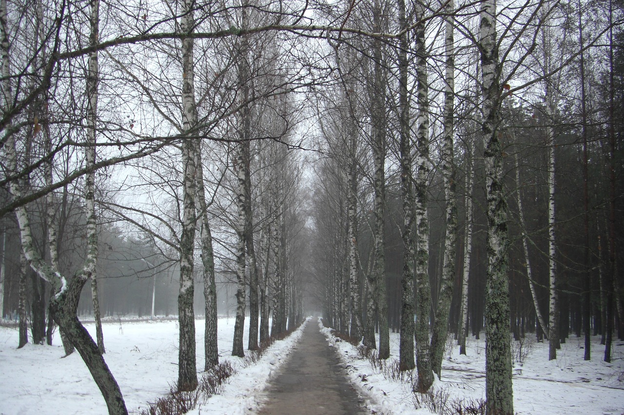 alley  birch  trees free photo