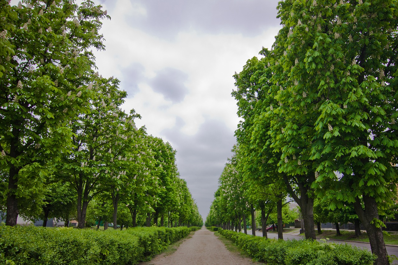 alley  chestnut  trees free photo