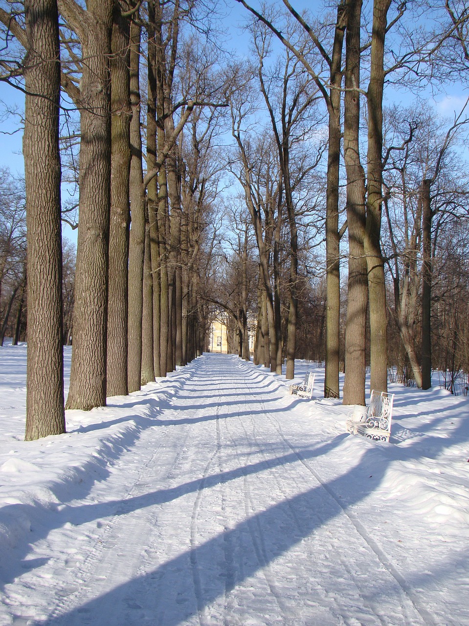 alley trees track free photo