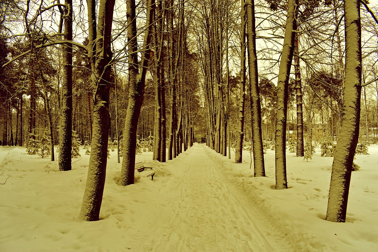 alley  park  trees free photo