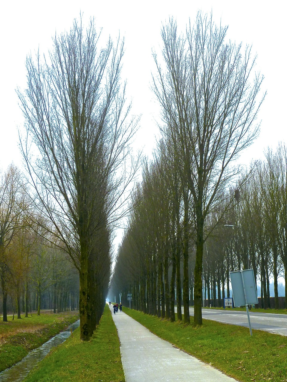 alley tree lined trees free photo