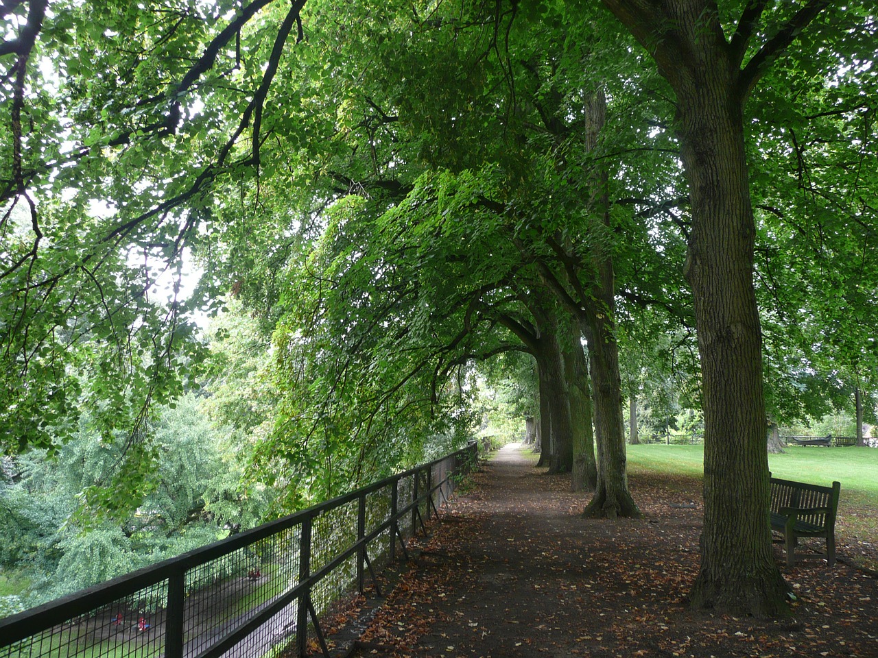 alley trees green free photo