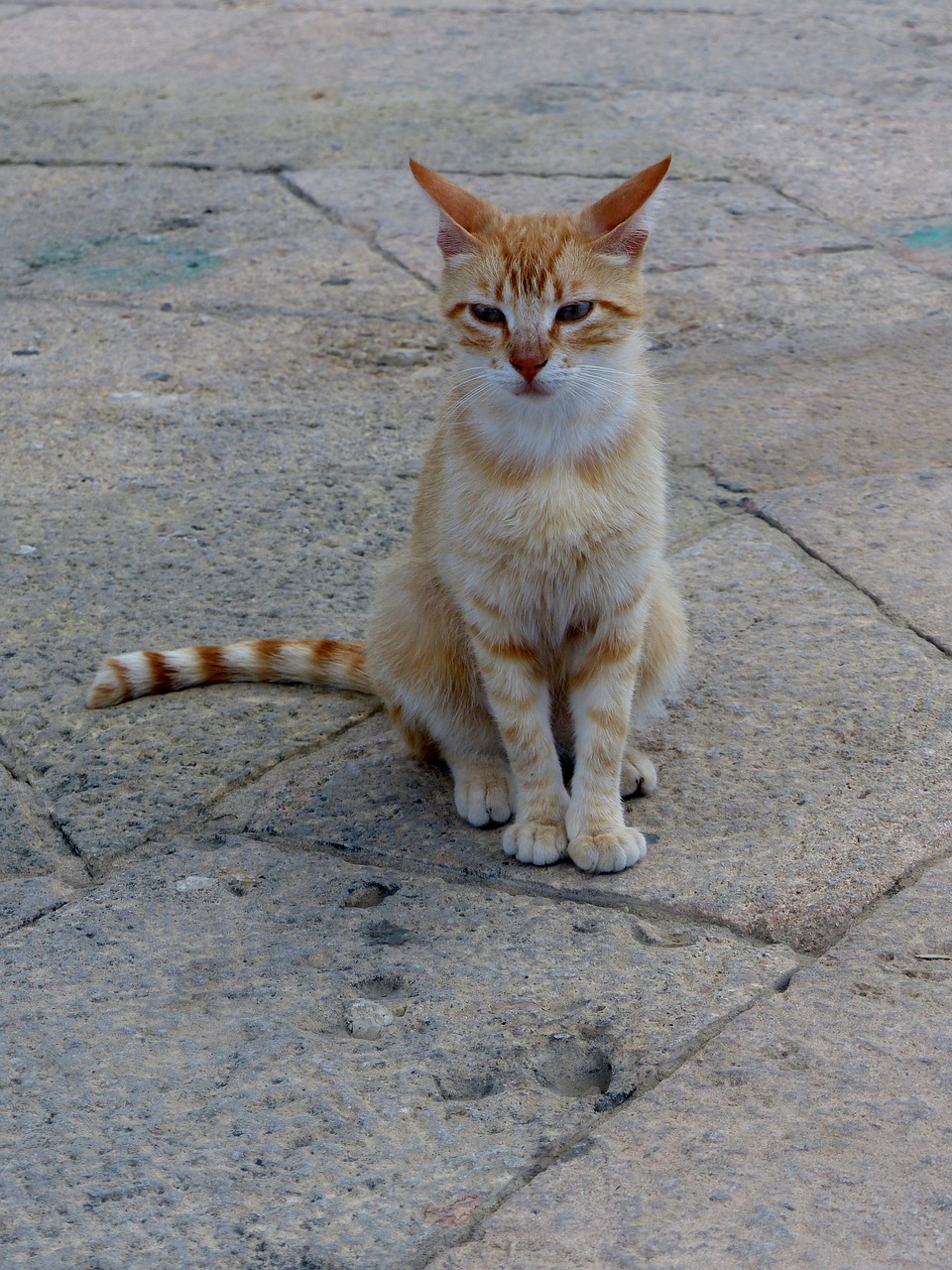 alley cat strays red head free photo