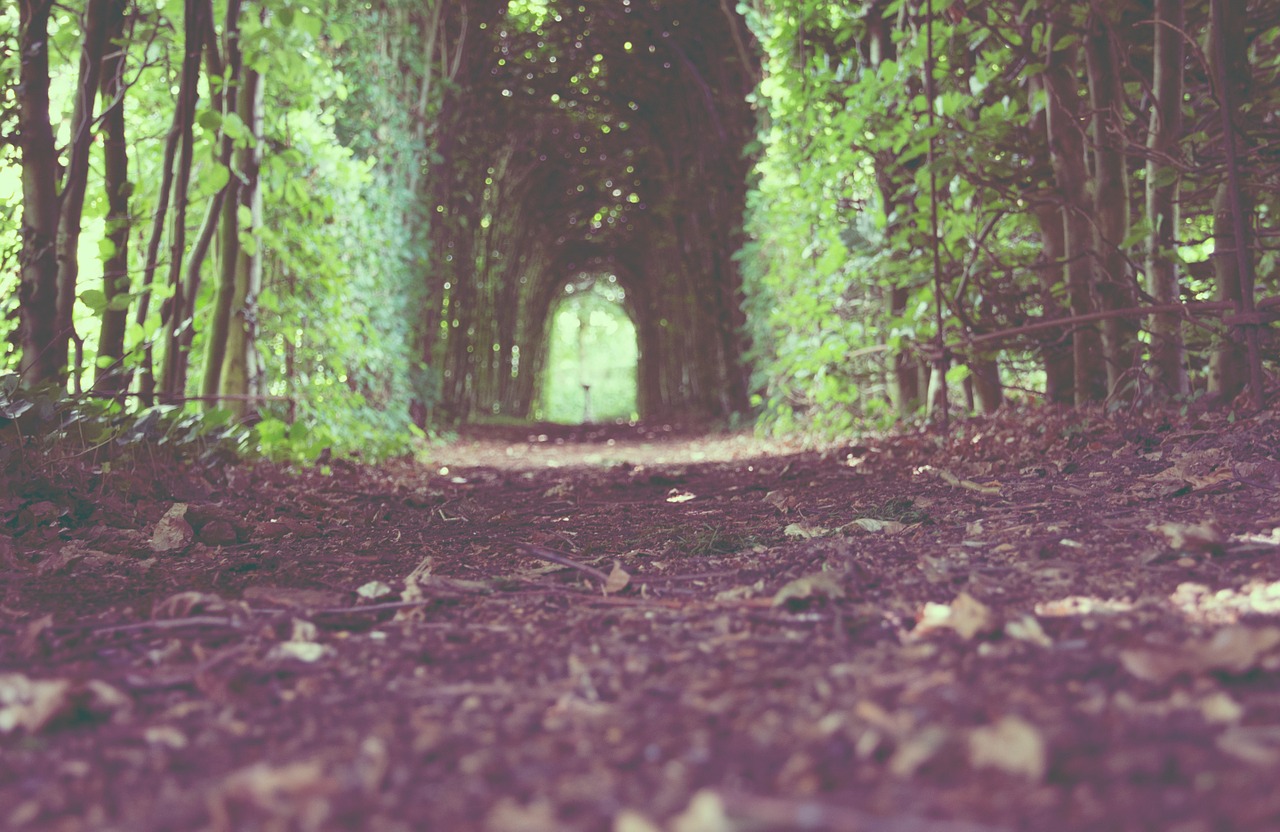 alleyway trees alley free photo