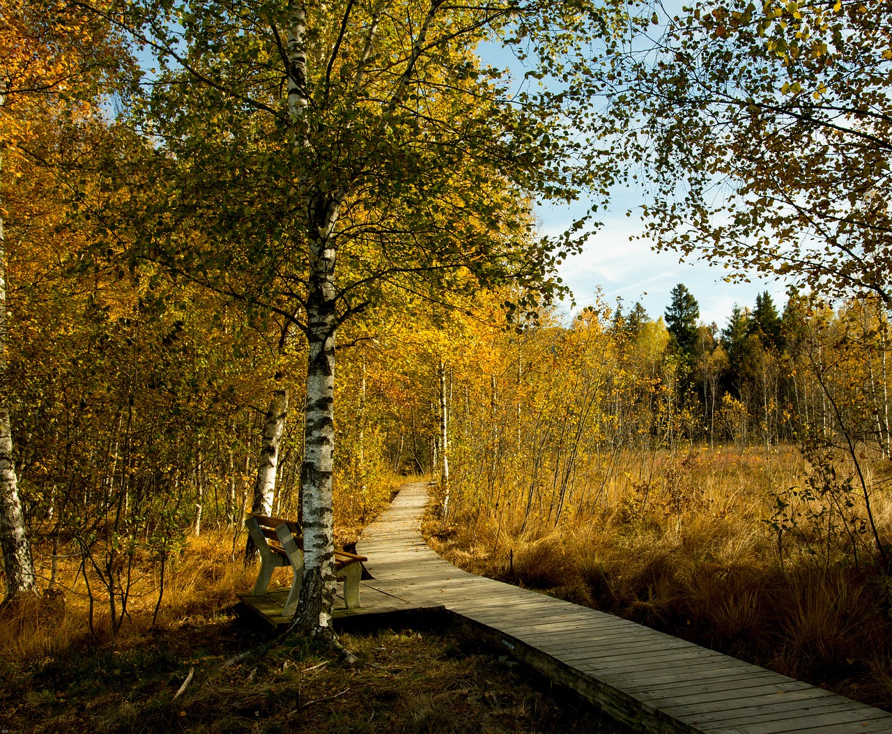 allgäu forest path wooden track free photo