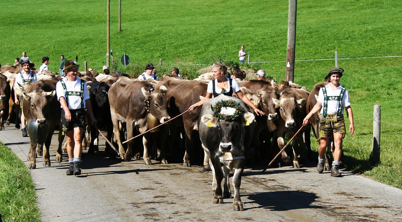 allgäu bavaria cows free photo