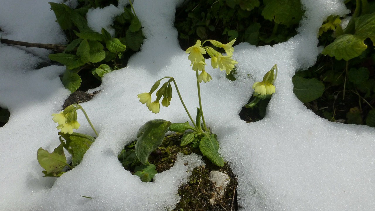 allgäu snow in may cowslip free photo