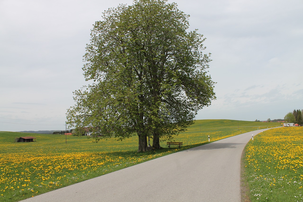 allgäu landscape road free photo